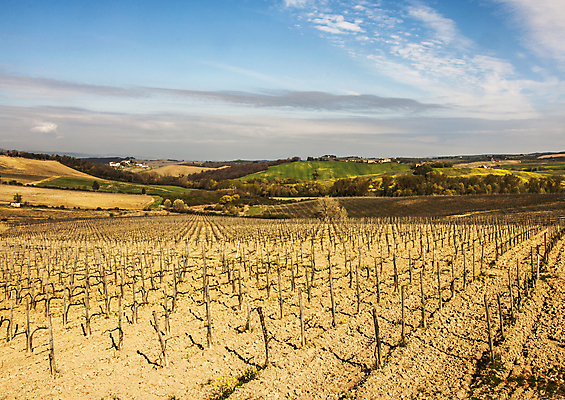 포토 JPG 해외이미지 나무 유럽 여행 밭 자연 포도 주택 풍경 사람없음 야외 초록색 농경지 이탈리아 시골 언덕 시력 포도밭 토스카나 해외202004 해외포토 식물 나라 컬러 농업 과일 건물 농장 생태계 파일형식 이미지허브