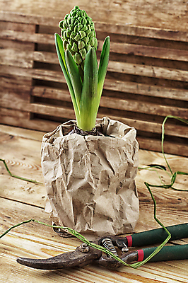 포토 JPG 해외이미지 식물 꽃 지구 잎 양파 이끼 사람없음 장식 초록색 정원 봄 성장 개화 냄비 묘목 정물화 히아신스 해외202004 해외포토 나무 계절 컬러 채소 솥 그림 파일형식 이미지허브