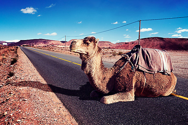 포토 JPG 해외이미지 동물 도로 야생동물 모래 여행 포유류 교통시설 아프리카 자연 하늘 건조 이집트 풍경 사람없음 여름 태양 사막 모래언덕 사파리 낙타 아라비아 동쪽 모로코 사하라 아랍에미리트 구역 단봉낙타 해외202004 해외포토 자연요소 계절 나라 길 교통 중동 방향 언덕 시설 생태계 파일형식 이미지허브