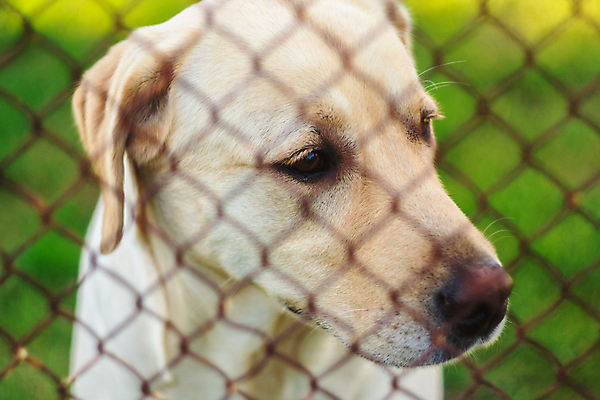 포토 JPG 해외이미지 동물 응시 얼굴 주택 자물쇠 경비 사람없음 울타리 반려동물 노란색 머리 우정 슬픔 그물 닫기 개 리트리버 강아지 무서움 래브라도리트리버 스마트 코 보안 귀 철사 송곳니 노숙자 기르기 우울증 혼자 해외202004 해외포토 시선 감정 컬러 컨셉 포유류 모션 안전 건물 신체부위 친구 담장 치아 보호 질병 돌봄 파일형식 이미지허브