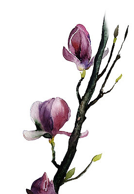 JPG 해외이미지 식물 꽃 일러스트 붓터치 수채화 사람없음 유행 닫기 번짐 목련 취급주의 해외202004 해외일러스트 모션 경고 파일형식 효과 이미지허브