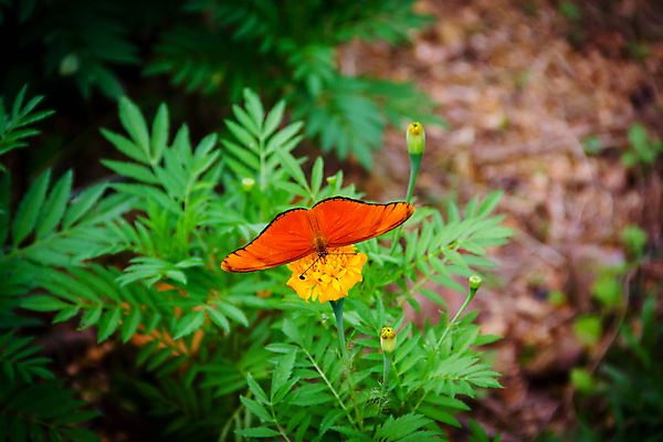 포토 JPG 해외이미지 식물 동물 꽃 야생동물 나비 곤충 백그라운드 잎 꽃무늬 패턴 날개 오렌지 자연 사람없음 초록색 여름 컬러풀 노란색 정원 봄 벌레 내추럴 해외202004 해외포토 계절 컬러 무늬 과일 생태계 파일형식 이미지허브