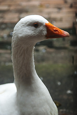 포토 JPG 해외이미지 1 전통 여행 조류 휴가 사람없음 여름 성당 교회 흰색 역사 스페인 거위 바르셀로나 해외202004 해외포토 동물 계절 유럽 컬러 종교건축 건물 파일형식 이미지허브