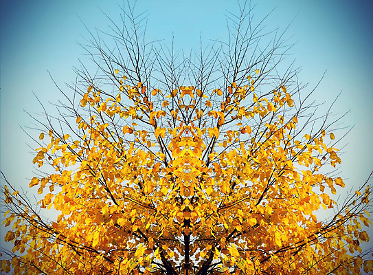 포토 JPG 해외이미지 나무 식물 계절 공원 백그라운드 단풍 잎 자연 하늘 추상 사람없음 야외 파란색 컬러풀 햇빛 태양 노란색 환경 맑음 가을 나뭇가지 황금 떨어짐 내추럴 광 해외202004 해외포토 자연요소 공공시설 컬러 컨셉 무늬 날씨 생태계 파일형식 이미지허브