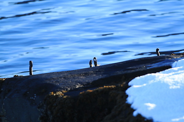 포토 JPG 해외이미지 나무 구름 바다 겨울 하늘 노르웨이 사람없음 물 봄 바위 흰색 철사 돛대 해외202004 해외포토 자연요소 식물 계절 유럽 컬러 돌_바위 파일형식 이미지허브