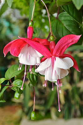 포토 JPG 해외이미지 식물 꽃잎 꽃 줄기 분홍색 잎 꽃무늬 자연 매달리기 사람없음 야외 빨간색 초록색 컬러풀 활발 벚꽃 흰색 다발 묘사 원예 향기 꽃가루 잡종 내추럴 강렬 꽃수술 이국적 해외202004 해외포토 컬러 컨셉 무늬 모션 취미 가루 생태계 냄새 파일형식 이미지허브