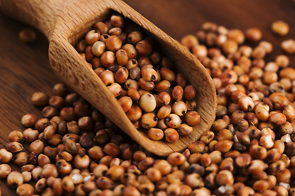 포토 JPG 해외이미지 식물 음식 백그라운드 밥 씨앗 사람없음 갈색 노란색 흰색 닫기 낟알 오브젝트 정물화 해외202004 해외포토 컬러 모션 그림 파일형식 이미지허브