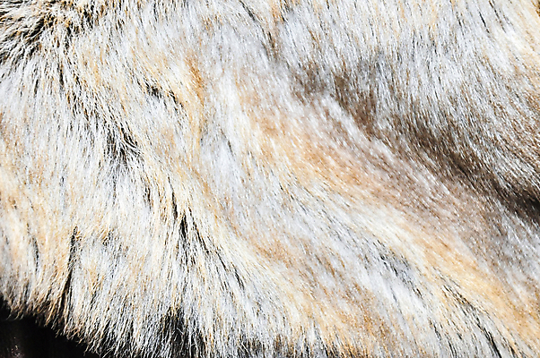 포토 JPG 해외이미지 동물 디자인 야생동물 백그라운드 자연 추상 털 따뜻함 사람없음 장식 유행 닫기 묘사 질감 부드러움 솜털 내추럴 동물상 해외202004 해외포토 무늬 모션 조형물 감각 생태계 파일형식 이미지허브