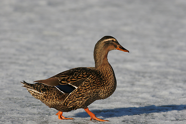 포토 JPG 해외이미지 동물 호수 야생동물 이동 날개 오렌지 발 자연 조류 오리 사람없음 야외 옆모습 물 파란색 컬러풀 걷기 냉동 얼음 흰색 연못 습지 깃털 사냥 부리 웅덩이 장면 물새 청둥오리 물갈퀴 계산서 동물상 암탉 해외202004 해외포토 자연요소 뷰포인트 컬러 컨셉 과일 모션 신체부위 조형물 닭 암컷 생태계 파일형식 이미지허브
