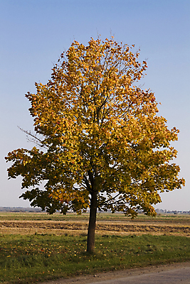포토 JPG 해외이미지 나무 식물 1 계절 지구 백그라운드 잎 오렌지 자연 하늘 불꽃 사람없음 목재 초록색 파란색 노란색 정원 가을 나뭇가지 해외202004 해외포토 컬러 과일 재료 불 생태계 파일형식 이미지허브