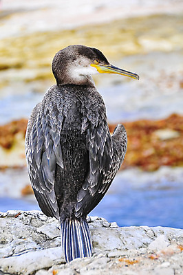 포토 JPG 해외이미지 스튜디오촬영 전신 동물 척추동물 한마리 호수 야생동물 바다 2 겨울 날개 가족 자연 조류 낚시 건조 서기 사람없음 옆모습 세로 물 태양 반사 갈색 맑음 검은색 펼침 젖음 큼 자르기 깃털 호기심 흰배경 부리 봉 물새 계산서 고립 서쪽 혼자 해외202004 해외포토 자연요소 1 계절 감정 뷰포인트 컬러 백그라운드 컨셉 관계 모션 레저 날씨 실내 흰색 크기 방향 생태계 파일형식 이미지허브