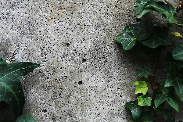 포토 JPG 해외이미지 벽 백그라운드 잎 자연 사람없음 초록색 회색 성장 도시 점 거친 균열 원예 질감 아이비 내추럴 그런지 콘크리트 해외202004 해외포토 식물 컬러 모션 취미 생태계 파일형식 이미지허브