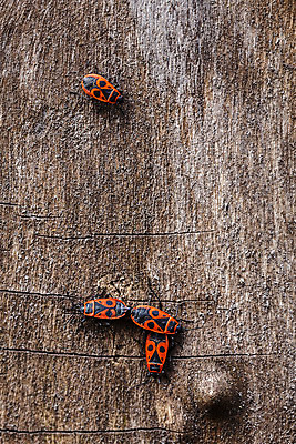 포토 JPG 해외이미지 나무 동물 1 야생동물 곤충 백그라운드 자연 불 안테나 이끼 사람없음 야외 목재 빨간색 초록색 여름 환경 검은색 봄 흰색 그룹 벌레 작음 딱정벌레 묘사 병정 서식지 내추럴 고립 동물상 식민지 많음 해외202004 해외포토 자연요소 식물 계절 컬러 컨셉 재료 통신 조형물 크기 생태계 파일형식 이미지허브