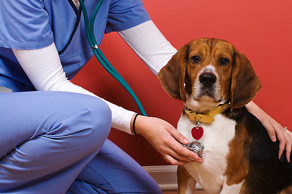 포토 JPG 해외이미지 한마리 여자 청진기 실내 한명 들기 상반신 성인 옆모습 진료 잡기 강아지 검사_조사 비글 동물병원 수의사 성인여자한명만 해외202004 해외포토 1 뷰포인트 의학 의료기기 모션 병원 사람 내부 반려동물 의사 개 여자한명만 성인여자만 파일형식 이미지허브