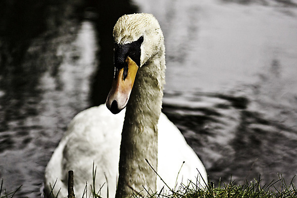 포토 JPG 해외이미지 야생동물 자연 조류 초식동물 성인 사람없음 물 수영 흰색 우아함 강가 깃털 부리 백조 목 물새 동물상 초식 혼자 카피스페이스 해외202004 해외포토 자연요소 동물 컬러 컨셉 사람 신체부위 강 조형물 공백 수상스포츠 생태계 파일형식 이미지허브