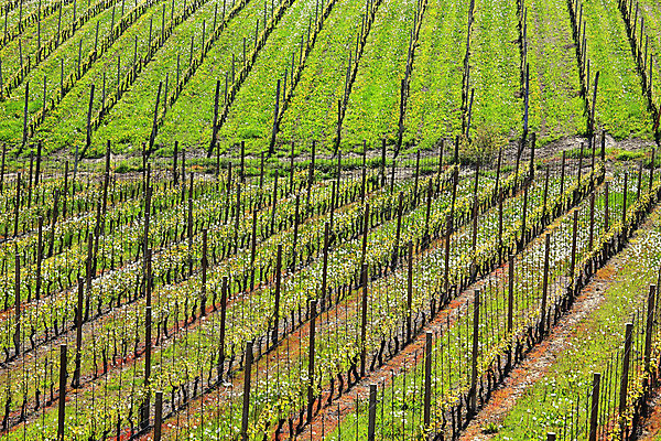 포토 JPG 해외이미지 계절 유럽 여행 농업 자연 풍경 사람없음 야외 초록색 농장 봄 이탈리아 성장 시골 땅 포도밭 포도나무 지역 산기슭 내추럴 줄서기 피에몬테 세련 해외202004 해외포토 나라 산업 컬러 밭 모션 산 과일나무 생태계 파일형식 이미지허브