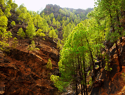 포토 JPG 해외이미지 나무 유럽 할머니 섬 여행 자연 날씨 휴가 산 풍경 경사 사람없음 빨간색 초록색 환경 바위 소나무 스페인 고독 정상 숲 땅 화산 암초 용암 첨탑 내추럴 생태학 절정 그리너리 해외202004 해외포토 식물 여자 교육 노년 감정 나라 컬러 탑 돌_바위 생태계 파일형식 트랜드컬러 이미지허브