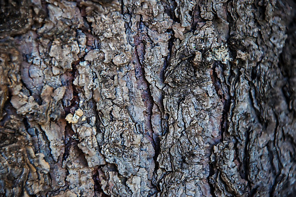 포토 JPG 해외이미지 나무 식물 디자인 계절 백그라운드 패턴 자연 벽지 표면 추상 프레임 사람없음 목재 장식 여름 갈색 환경 숲 묘사 유기농 질감 잡동사니 내추럴 수목 엘리먼트 옛날 해외202004 해외포토 웰빙 컬러 무늬 재료 생태계 파일형식 이미지허브