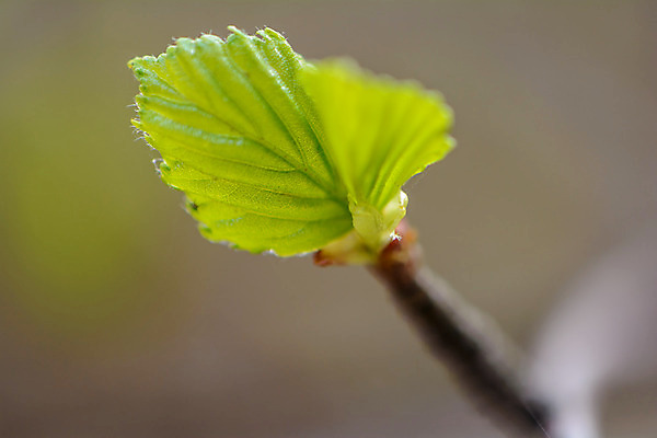 포토 JPG 해외이미지 나무 식물 외관 계절 꽃 야생동물 잎 자연 사람없음 야외 옆모습 초록색 여름 햇빛 태양 새싹 정원 봄 벚꽃 나뭇가지 신선 숲 묘사 질감 내추럴 해외202004 해외포토 자연요소 동물 뷰포인트 컬러 생태계 파일형식 이미지허브