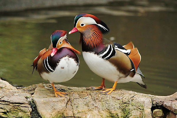 포토 JPG 해외이미지 동물 남자 호수 야생동물 백그라운드 오렌지 자연 조류 휴식 오리 서기 사람없음 장식 빨간색 초록색 물 파란색 컬러풀 갈색 머리 보라색 검은색 침묵 바위 흰색 작음 깃털 만족 꼬리 부리 목 계산서 충실 해외202004 해외포토 자연요소 감정 컬러 컨셉 과일 모션 사람 신체부위 소리 돌_바위 크기 생태계 파일형식 이미지허브