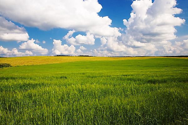 포토 JPG 해외이미지 식물 계절 산업 음식 줄기 백그라운드 밭 농업 자연 옥수수 사람없음 야외 초록색 여름 농작물 햇빛 태양 농장 노란색 환경 봄 수확 성장 가을 시골 황금 낟알 땅 시리얼 밀 날것 내추럴 숙성 세련 해외202004 해외포토 자연요소 컬러 곡류 생태계 파일형식 이미지허브