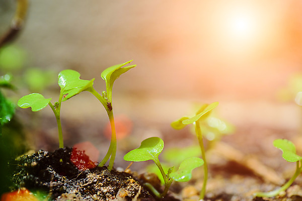 포토 JPG 해외이미지 나무 식물 1 손 계절 꽃 줄기 백그라운드 컨셉 잎 농업 채소 자연 새로움 씨앗 사람없음 초록색 물 농장 새싹 환경 정원 흙 봄 성장 아기 신선 숲 작음 땅 원예 뿌리 먼지 땅바닥 모종 묘목 생태학 심기 처음 해외202004 해외포토 자연요소 교육 산업 컬러 모션 바닥 사람 취미 신체부위 크기 생태계 파일형식 이미지허브