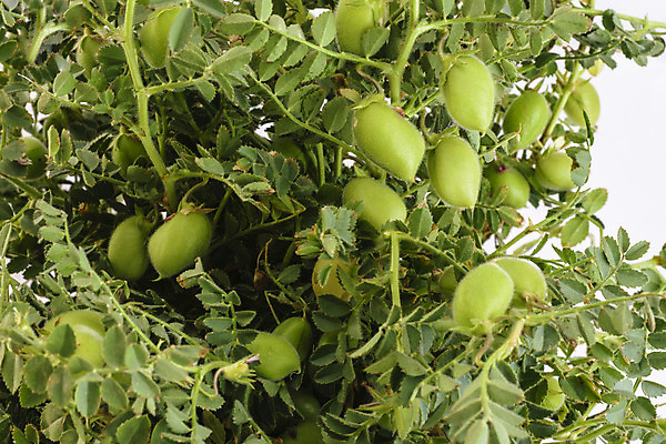 포토 JPG 해외이미지 식물 음식 잎 농업 채소 건강 사람없음 초록색 수확 신선 맛 흰배경 날것 내추럴 꼬투리 병아리콩 식용 채식주의자 해외202004 해외포토 산업 컬러 백그라운드 컨셉 콩 흰색 채식 파일형식 이미지허브