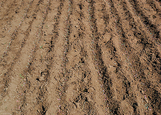 포토 JPG 해외이미지 식물 계절 산업 선 음식 패턴 밭 농업 채소 비즈니스 침구 자연 씨앗 사람없음 치료 농장 환경 정원 흙 봄 놀이방 성장 시골 업무 낟알 땅 뿌리기 유기농 원예 완두콩 먼지 내추럴 거름 땅바닥 모종 밭일 작살 줄서기 해외202004 해외포토 웰빙 무늬 의학 모션 콩 바닥 취미 작업 생태계 파일형식 이미지허브