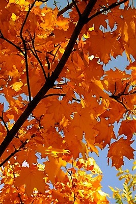 포토 JPG 해외이미지 모양 나무 식물 계절 공원 백그라운드 잎 캐나다 패턴 오렌지 자연 하늘 사람없음 장식 빨간색 파란색 빛 컬러풀 햇빛 노란색 달력 가을 나뭇가지 변화 황금 숲 9월 11월 10월 내추럴 강렬 멀티 플라타너스 해외202004 해외포토 공공시설 컬러 컨셉 북아메리카 무늬 과일 태양 날짜 생태계 파일형식 이미지허브