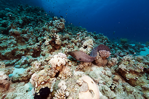 포토 JPG 해외이미지 동물 야생동물 바다 백그라운드 학교 자연 바닥 이집트 어류 사람없음 빨간색 물 파란색 빛 컬러풀 햇빛 태양 환경 수중 광선 산호 아래 생태계 소금 부드러움 암초 대서양 내추럴 소금물 식민지 이국적 해외202004 해외포토 자연요소 교육 컬러 아프리카 수중동물 감각 자포동물 방향 위치 파일형식 이미지허브