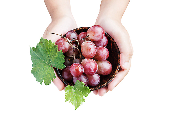 포토 JPG 해외이미지 식물 손 계절 음료 음식 밭 농업 과일 자연 포도 노동자 건강 사람없음 야외 초록색 와인 수확 가을 시골 신선 농부 수집 포도밭 포도나무 양조 양조장 해외202004 해외포토 직업 산업 컬러 주류 신체부위 과일나무 생태계 파일형식 이미지허브