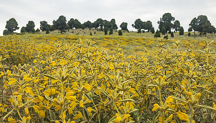 포토 JPG 해외이미지 식물 음료 자연 추상 건조 종류 사람없음 성장 시골 약초 소중 허브 유기농 내추럴 스텝 해외202004 해외포토 웰빙 컨셉 무늬 풀_식물 생태계 파일형식 이미지허브