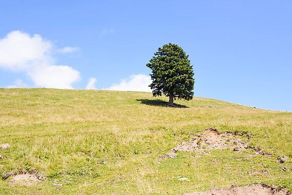 포토 JPG 해외이미지 나무 식물 1 계절 백그라운드 잎 밭 농업 자연 하늘 산 풍경 사람없음 야외 초록색 여름 파란색 환경 봄 성장 시골 소나무 땅 언덕 싱글 알프스 내추럴 고립 생태학 슬로베니아 수평선 해외202004 해외포토 교육 유럽 산업 컬러 생태계 파일형식 이미지허브