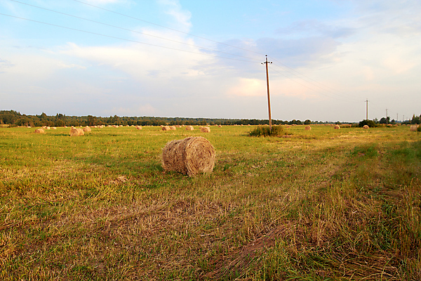 포토 JPG 해외이미지 산업 음식 밭 농업 자연 하늘 건조 풍경 사람없음 야외 여름 파란색 농작물 농장 농경지 쌓기 수확 성장 가을 시골 원형 황금 볏짚 먹이 낟알 땅 자르기 밀 롤 철조망 패키지 뭉치 밀짚 내추럴 밭일 호밀 해외202004 해외포토 도형 계절 컬러 모션 곡류 짚 생태계 파일형식 이미지허브