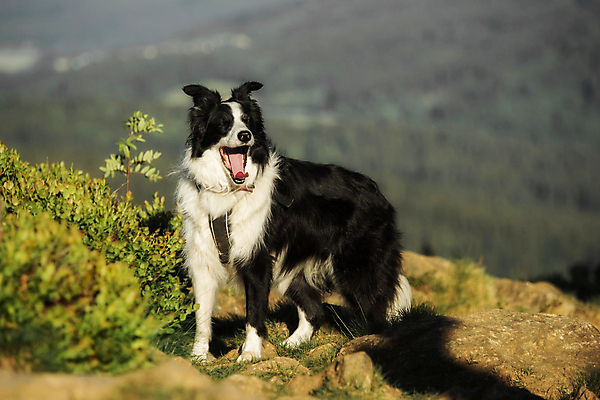 포토 JPG 해외이미지 동물 얼굴 백그라운드 농업 포유류 자연 협력 사람없음 야외 초록색 친구 반려동물 농장 점프 검은색 사진촬영 기쁨 흰색 양 작업 양치기 개 강아지 주식 날카로움 보더콜리 송곳니 내추럴 공화국 기르기 밭일 완벽 스코틀랜드 해외202004 해외포토 직업 감정 나라 산업 컬러 컨셉 관계 모션 영국 신체부위 금융 촬영 치아 생태계 콜리 돌봄 파일형식 이미지허브