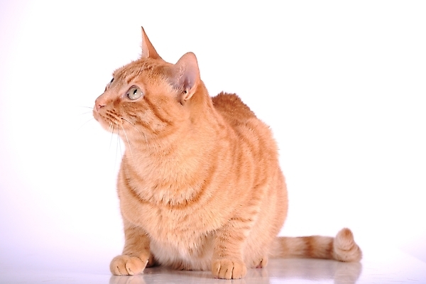 포토 JPG 해외이미지 동물 캐릭터 학생 응시 얼굴 포유류 털 사람없음 초록색 빛 반려동물 머리 고양이 회색 흰색 관찰 닫기 모피 코 부드러움 양모 경보 고립 주목 제의 해외202004 해외포토 시선 컬러 모션 신체부위 직물 감각 파일형식 이미지허브