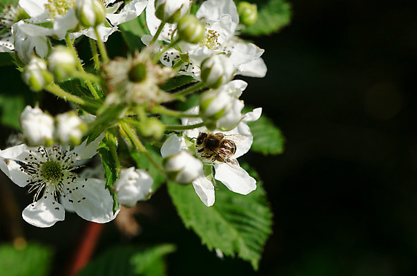 포토 JPG 해외이미지 식물 계절 열매 꽃잎 꽃 줄기 잎 2 자연 하늘 사람없음 야외 장식 초록색 여름 농작물 태양 정원 봄 수확 성장 벚꽃 흰색 신선 개화 작음 다발 원예 꽃가루 블랙베리 해외202004 해외포토 자연요소 컬러 농업 과일 취미 크기 가루 생태계 파일형식 이미지허브