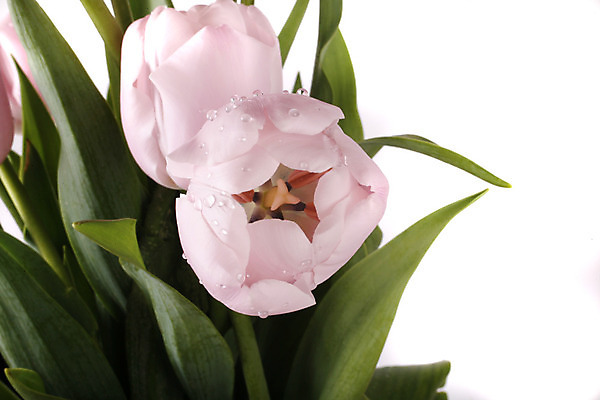 포토 JPG 해외이미지 꽃 분홍색 꽃다발 백그라운드 자연 사람없음 초록색 정원 봄 튤립 흰색 고립 해외202004 해외포토 식물 계절 컬러 생태계 파일형식 이미지허브