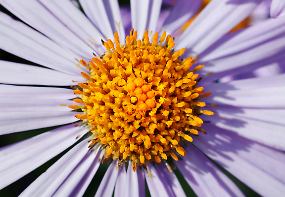 포토 JPG 해외이미지 식물 꽃잎 자연 사람없음 여름 노란색 머리 정원 보라색 싱글 데이지 거베라 해외202004 해외포토 계절 꽃 컬러 신체부위 생태계 파일형식 이미지허브