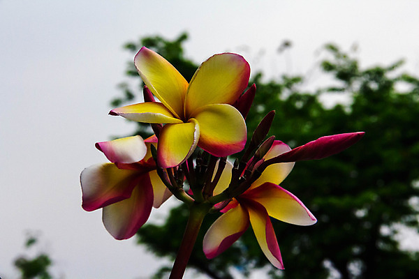 포토 JPG 해외이미지 나무 식물 꽃잎 꽃 백그라운드 잎 꽃무늬 자연 사람없음 초록색 여름 노란색 정원 스파 벚꽃 흰색 신선 개화 소프트포커스 내추럴 블러 이국적 해외202004 해외포토 계절 컬러 무늬 촬영기법 생태계 파일형식 이미지허브