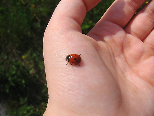 포토 JPG 해외이미지 나무 꽃 잎 사람없음 초록색 여름 봄 게 바위 흰색 하트 아스팔트 나무껍질 해외202004 해외포토 모양 식물 계절 도로 컬러 갑각류 껍질 돌_바위 파일형식 이미지허브
