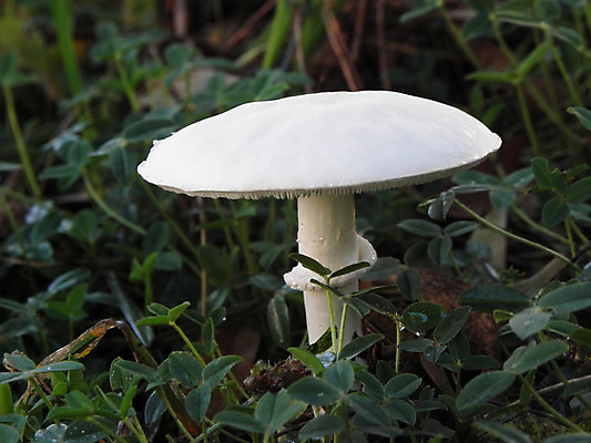 포토 JPG 해외이미지 식물 계절 백그라운드 자연 사람없음 목재 버섯 흰색 신선 날것 내추럴 곰팡이 해외202004 해외포토 나무 컬러 재료 생태계 파일형식 이미지허브