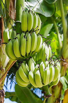 포토 JPG 해외이미지 나무 식물 1 공원 음식 줄기 여행 잎 농업 과일 자연 휴가 디저트 바나나 건강 사람없음 야외 초록색 햇빛 약 농장 노란색 마을 식사 침묵 성장 나뭇가지 그룹 황무지 달콤 숲 큼 다발 오브젝트 싱글 지역 숙성 해외202004 해외포토 공공시설 산업 컬러 의학 태양 소리 맛 크기 생태계 파일형식 이미지허브