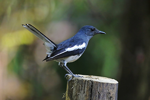 포토 JPG 해외이미지 나무 동물 여자 남자 아시아 얼굴 야생동물 백그라운드 날개 자연 조류 동양인 사람없음 야외 목재 가로 초록색 컬러풀 머리 환경 나뭇가지 막대기 닫기 숲 깃털 꼬리 부리 서식지 생태학 이국적 해외202004 해외포토 식물 교육 나라 컬러 재료 모션 사람 인종 신체부위 생태계 파일형식 이미지허브