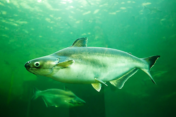 포토 JPG 해외이미지 동물 모션 태국 자연 어류 미술 사람없음 초록색 물 파란색 반려동물 컬러풀 수중 수영 흰색 우아함 진열장 암초 수족관 고립 해외202004 해외포토 자연요소 아시아 컬러 컨셉 문화예술 수중동물 수상스포츠 생태계 파일형식 이미지허브