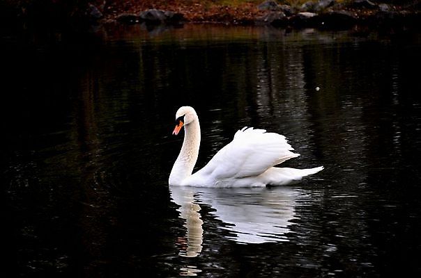 포토 JPG 해외이미지 주간 한마리 호수 사람없음 야외 백조 해외202004 해외포토 자연요소 1 조류 파일형식 이미지허브