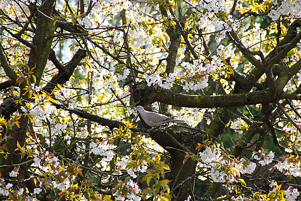 포토 JPG 해외이미지 나무 동물 꽃 분홍색 자연 조류 사람없음 야외 초록색 정원 회색 벚꽃 나뭇가지 개화 사과 비둘기 해외202004 해외포토 식물 컬러 과일 생태계 파일형식 이미지허브