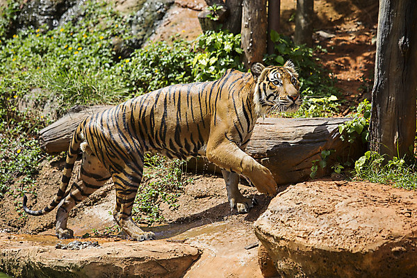 포토 JPG 해외이미지 동물 시선 아시아 얼굴 야생동물 백그라운드 오렌지 포유류 아프리카 털 동양인 사람없음 반사 머리 고양이 줄무늬 프랑스 분노 흰색 물방울 표현 호랑이 닫기 위험 사파리 육식동물 사냥꾼 표범 고립 시베리아 해외202004 해외포토 직업 감정 유럽 나라 컬러 컨셉 무늬 과일 모션 인종 신체부위 반려동물 파일형식 이미지허브