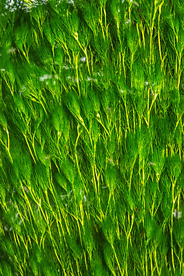 포토 JPG 해외이미지 식물 디자인 호수 백그라운드 컨셉 패턴 모션 자연 벽지 표면 추상 휴식 산 사람없음 초록색 물 여름 파란색 강 반사 환경 수중 봄 젖음 흐름 추위 연못 신선 시간 잡초 액체 개울 닫기 매끈함 당구 묘사 유기농 질감 내추럴 엘리먼트 잔물결 현재 해외202004 해외포토 자연요소 웰빙 계절 물결 컬러 무늬 구기 감각 생태계 파일형식 이미지허브