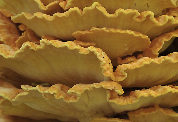 포토 JPG 해외이미지 나무 계절 음식 자연 생물 사람없음 목재 여름 컬러풀 노란색 환경 버섯 봄 숲 유기농 내추럴 곰팡이 식용 해외202004 해외포토 식물 웰빙 컬러 재료 생태계 파일형식 이미지허브